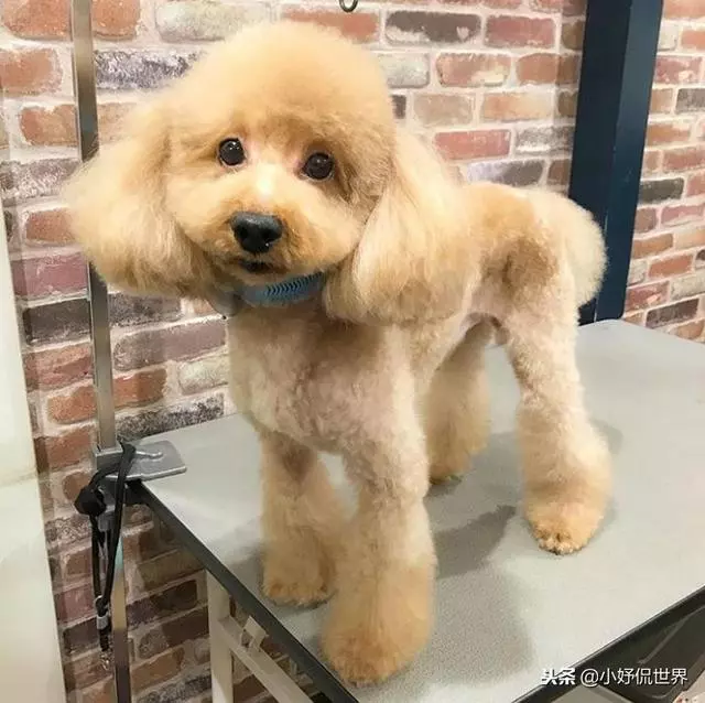 10種隨著時間的推移而改變了容顏的犬種