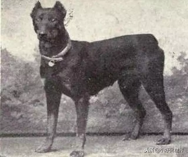 10種隨著時間的推移而改變了容顏的犬種