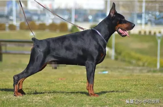 10種隨著時間的推移而改變了容顏的犬種