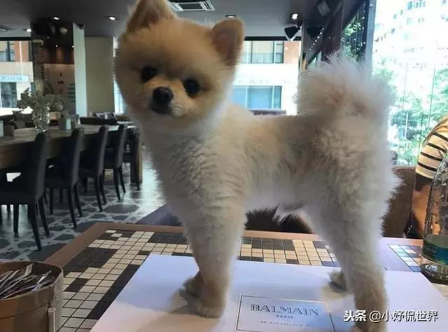 10種隨著時間的推移而改變了容顏的犬種