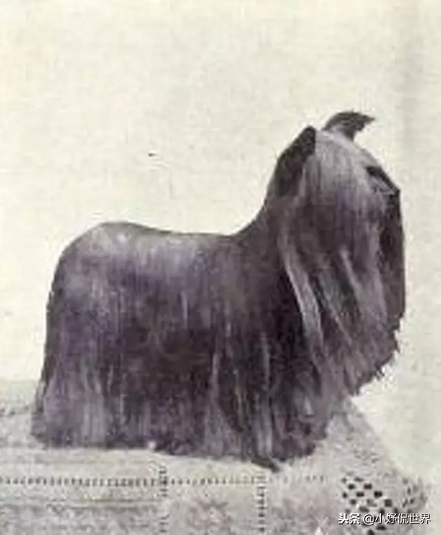 10種隨著時間的推移而改變了容顏的犬種
