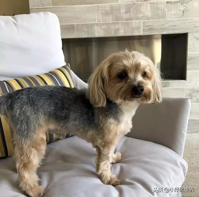 10種隨著時間的推移而改變了容顏的犬種