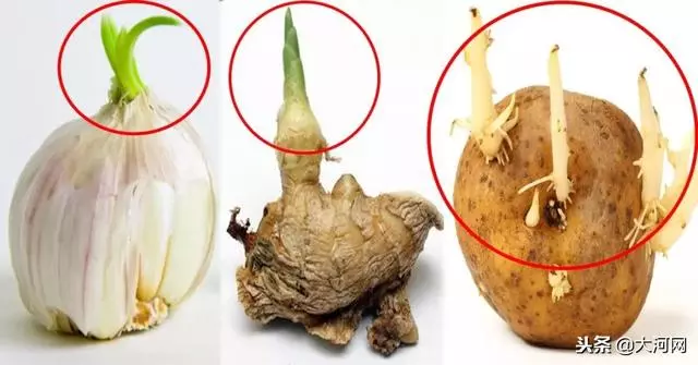 發芽的食物到底哪個能吃,哪個有劇毒?一定看清了!