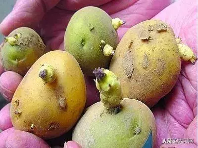 發芽的食物到底哪個能吃,哪個有劇毒?一定看清了!