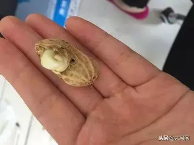 發芽的食物到底哪個能吃,哪個有劇毒?一定看清了!
