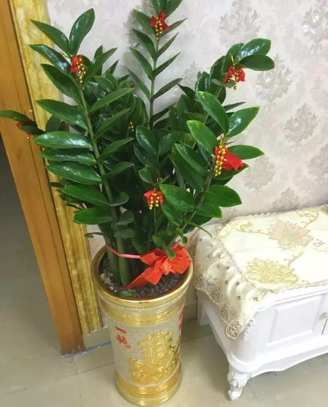 家裡養花的人注意了,這8種萬萬不能隨便送人!不然會壞了自己的風水和福氣