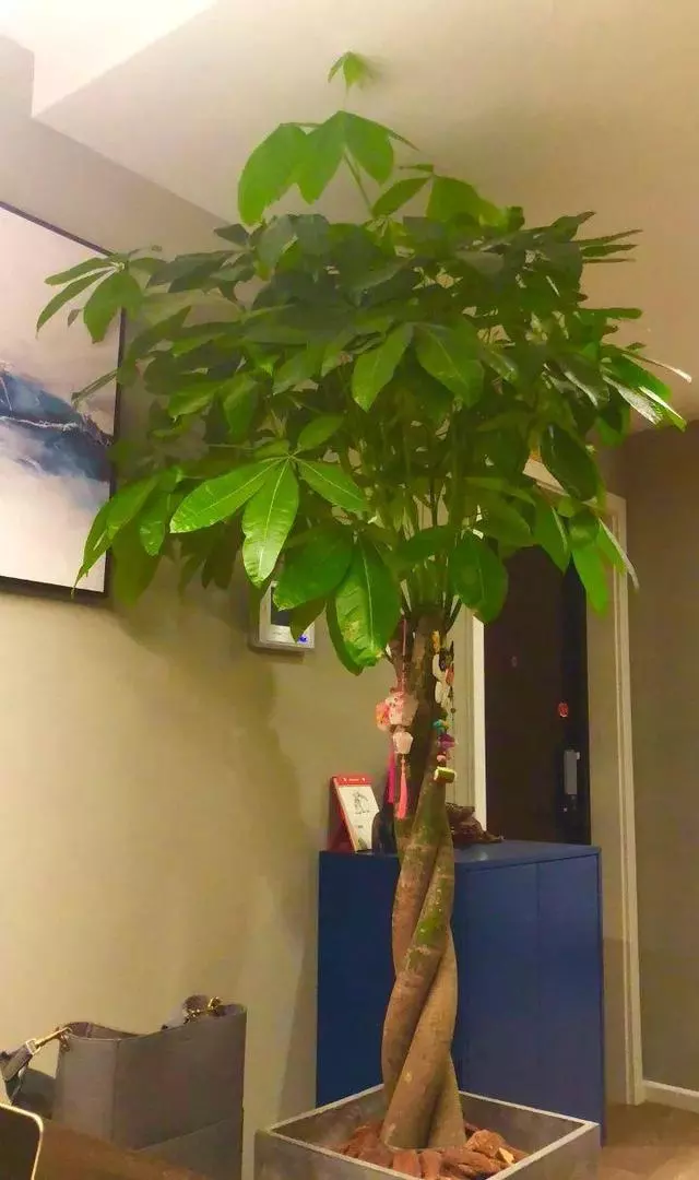 家裡養花的人注意了,這8種萬萬不能隨便送人!不然會壞了自己的風水和福氣