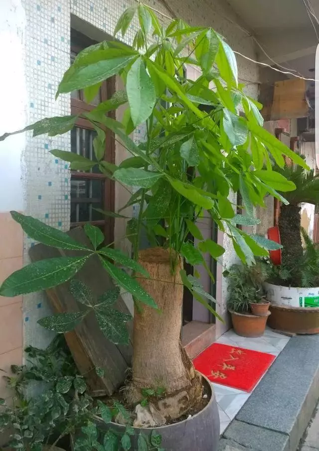家裡養花的人注意了,這8種萬萬不能隨便送人!不然會壞了自己的風水和福氣