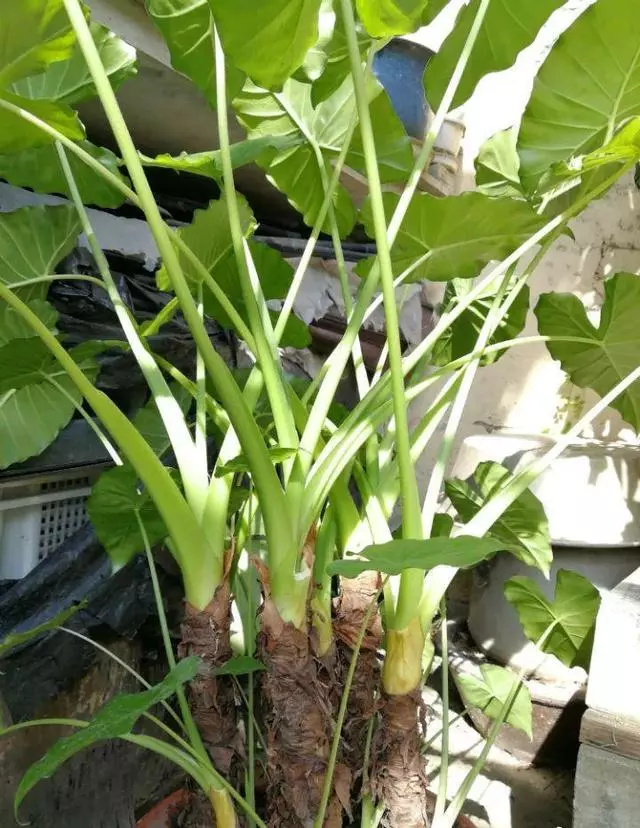 家裡養花的人注意了,這8種萬萬不能隨便送人!不然會壞了自己的風水和福氣