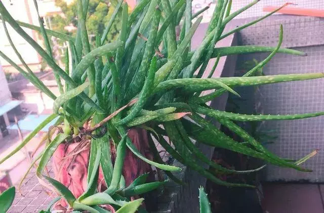 家裡養花的人注意了,這8種萬萬不能隨便送人!不然會壞了自己的風水和福氣