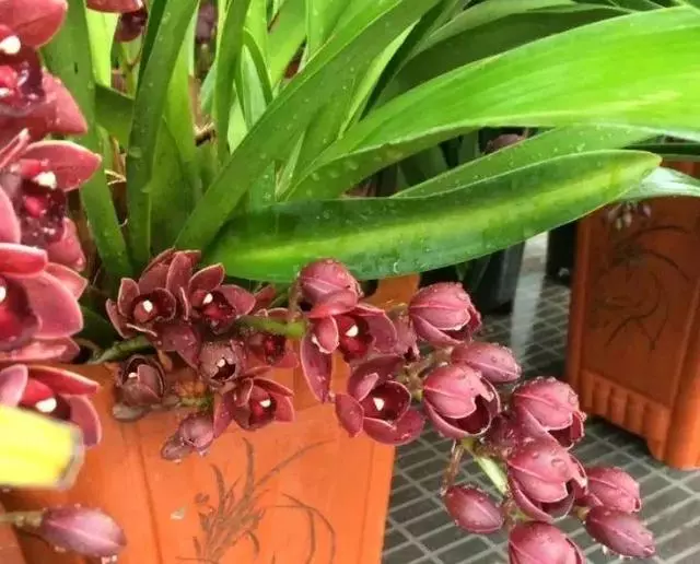 家裡養花的人注意了,這8種萬萬不能隨便送人!不然會壞了自己的風水和福氣