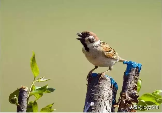 管理故事:三隻鳥的不同命運