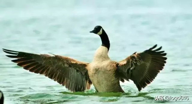 管理故事:三隻鳥的不同命運
