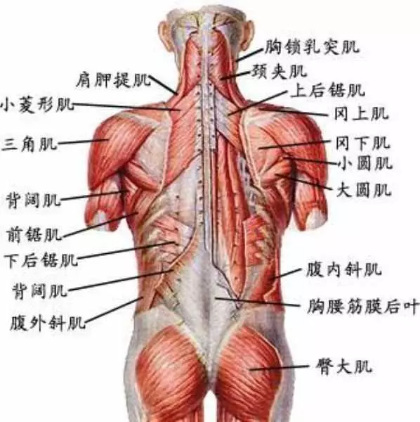 如何消除「圓肩」和駝背?6個動作,堅持一個月,體態明顯改善!