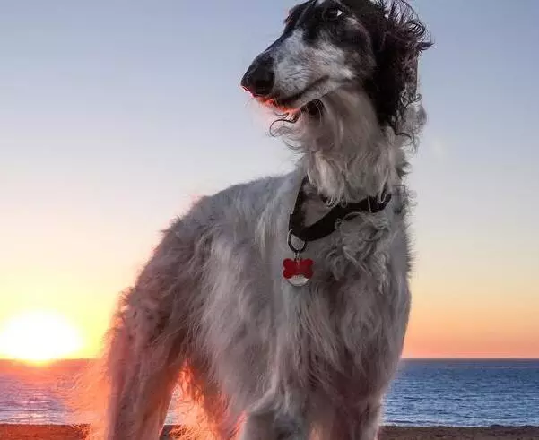 養狗6大禁忌要牢記,千萬不要害了你的愛犬