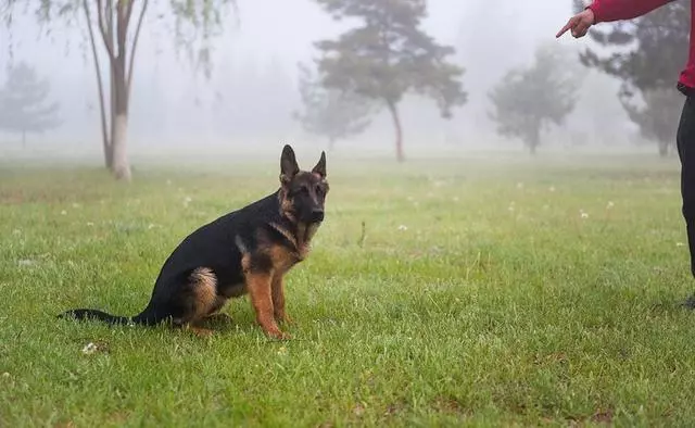 養狗6大禁忌要牢記,千萬不要害了你的愛犬