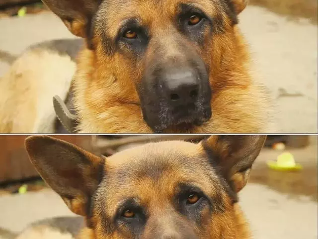 養狗6大禁忌要牢記,千萬不要害了你的愛犬