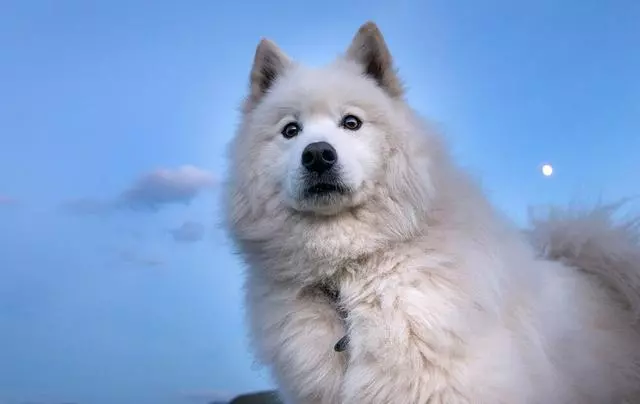 養狗6大禁忌要牢記,千萬不要害了你的愛犬