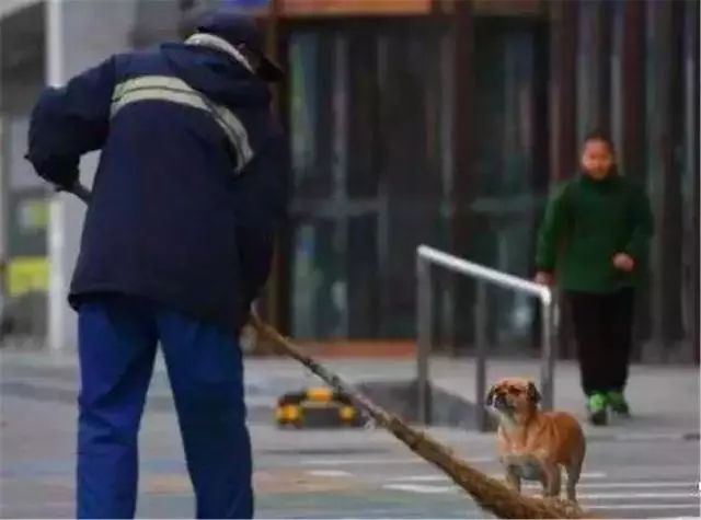 環衛工救助流浪狗,狗狗為報恩不離不棄,每日跟隨主人打掃馬路!