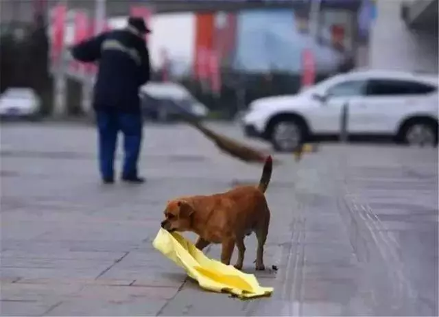 環衛工救助流浪狗,狗狗為報恩不離不棄,每日跟隨主人打掃馬路!
