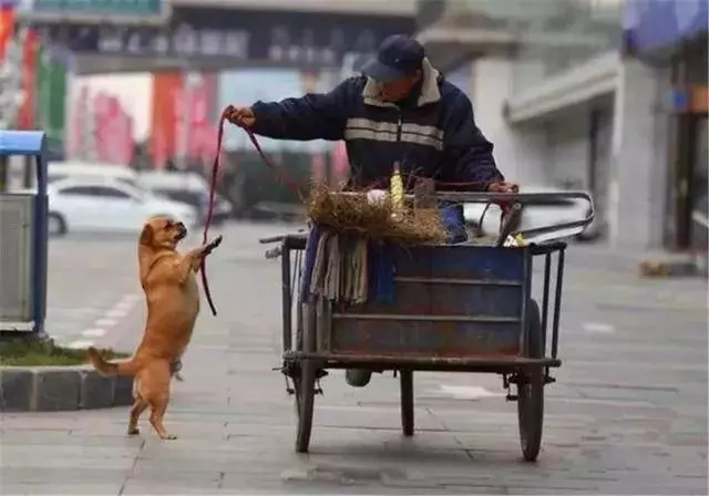 環衛工救助流浪狗,狗狗為報恩不離不棄,每日跟隨主人打掃馬路!