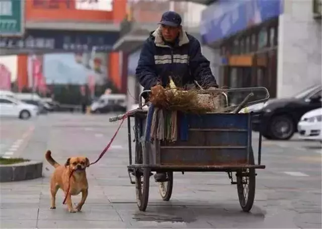 環衛工救助流浪狗,狗狗為報恩不離不棄,每日跟隨主人打掃馬路!