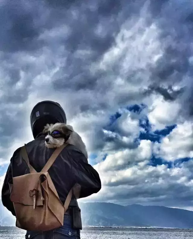 一人一狗走西藏:史上最萌流浪狗,溫暖了他孤獨的旅行