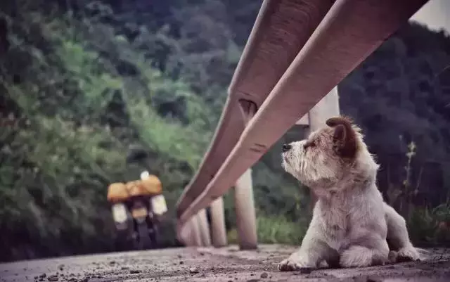 一人一狗走西藏:史上最萌流浪狗,溫暖了他孤獨的旅行