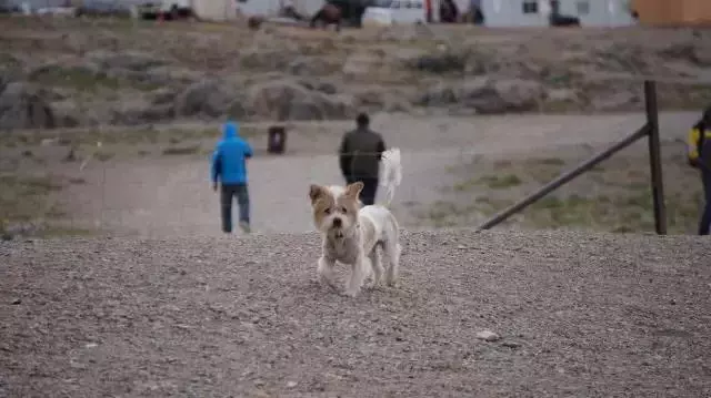 一人一狗走西藏:史上最萌流浪狗,溫暖了他孤獨的旅行