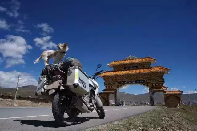 一人一狗走西藏:史上最萌流浪狗,溫暖了他孤獨的旅行