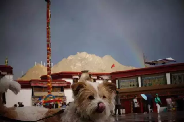 一人一狗走西藏:史上最萌流浪狗,溫暖了他孤獨的旅行