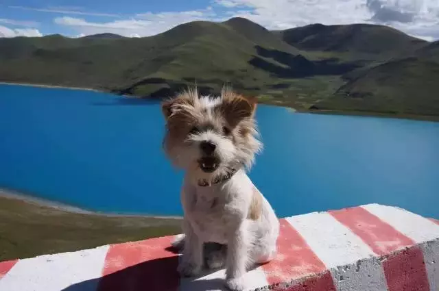 一人一狗走西藏:史上最萌流浪狗,溫暖了他孤獨的旅行