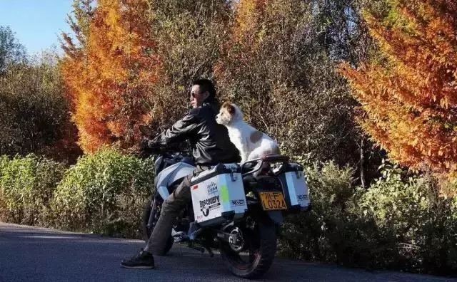 一人一狗走西藏:史上最萌流浪狗,溫暖了他孤獨的旅行