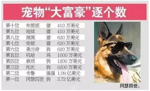 世界上最富有的狗,狗生贏家標準的狗族富二代
