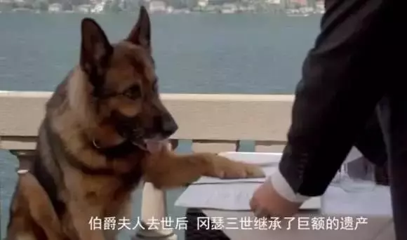 世界上最富有的狗,狗生贏家標準的狗族富二代