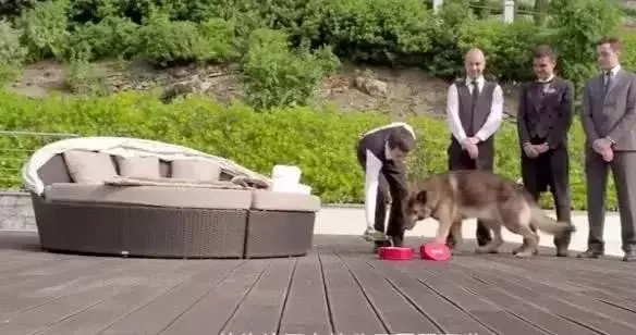 世界上最富有的狗,狗生贏家標準的狗族富二代