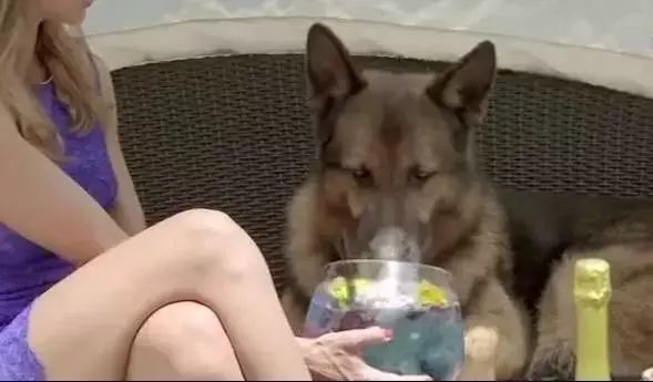 世界上最富有的狗,狗生贏家標準的狗族富二代
