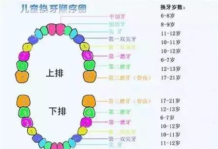 醫生:孩子乳牙掉了別再傻傻丟掉,儲存下來能救命!
