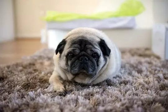 巴哥犬把整支烤肉串吃進肚子裡　X光照把主人嚇傻：手術費23萬