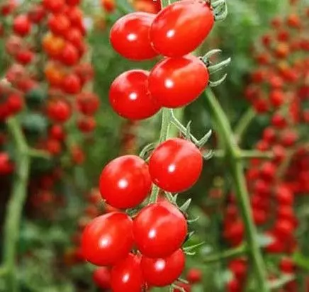3種植物泡水喝,巧治眼疲勞、老花眼!