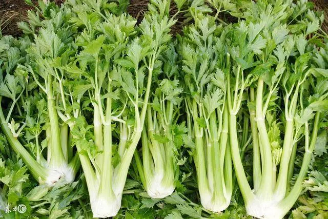 冰箱裡的3種食物,是「大忌」,尿酸高、腎臟不好的人別碰