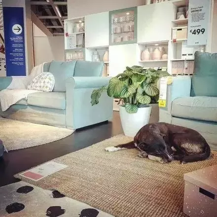 義大利宜家商店驚現流浪狗,這背後原因令網友心驚...
