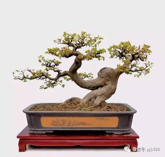 48例盆景樹種 總會有屬於你的那棵 48例盆景樹種 總會有屬於你的那棵