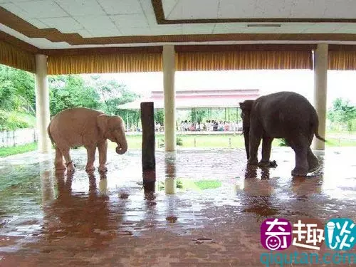 緬甸發現18歲罕見白象