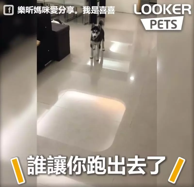 來吵架啊~鬧事二哈做錯事還理直氣壯「瘋狂頂嘴」,「凹嗚凹嗚」氣壞馬麻:氣勢不能輸!