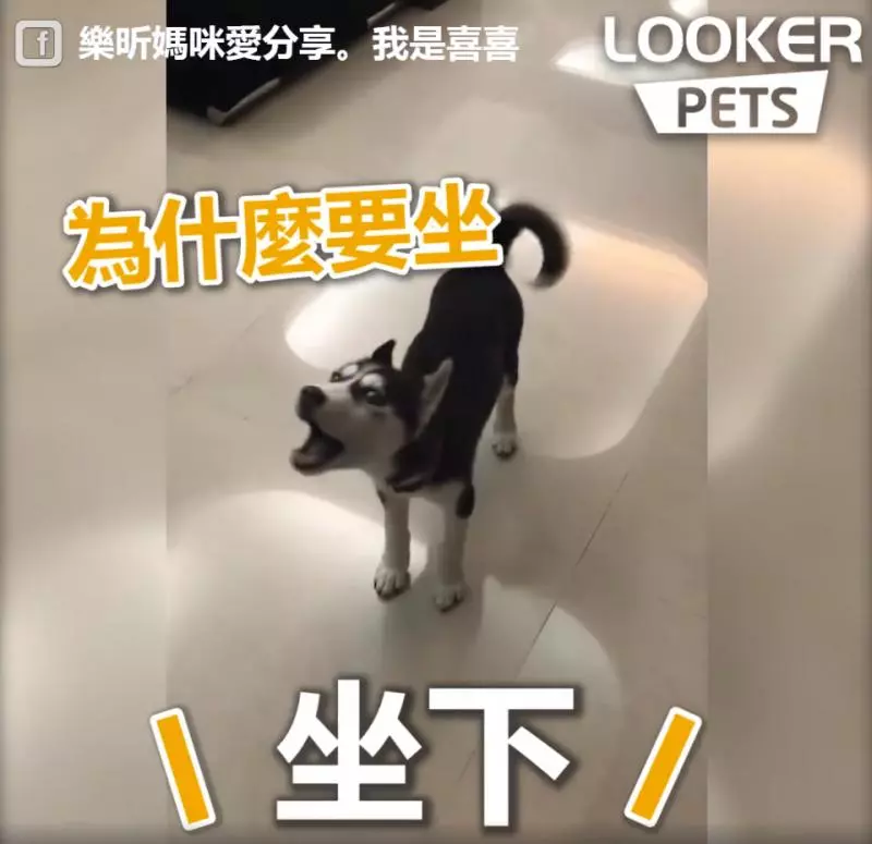 來吵架啊~鬧事二哈做錯事還理直氣壯「瘋狂頂嘴」,「凹嗚凹嗚」氣壞馬麻:氣勢不能輸!