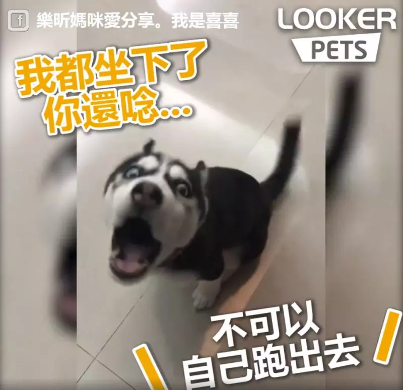 來吵架啊~鬧事二哈做錯事還理直氣壯「瘋狂頂嘴」,「凹嗚凹嗚」氣壞馬麻:氣勢不能輸!