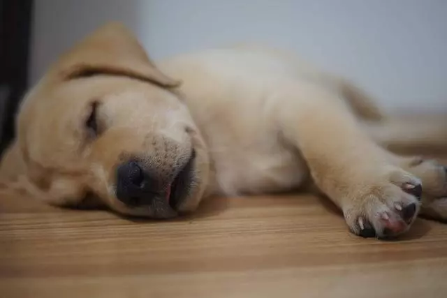 狗狗也會寂寞,狗狗寂寞時的5大表現