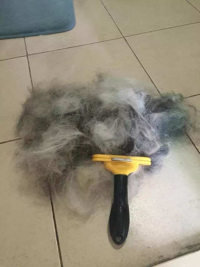 狗狗也會寂寞,狗狗寂寞時的5大表現