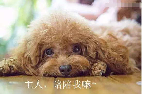 狗狗也會寂寞,狗狗寂寞時的5大表現